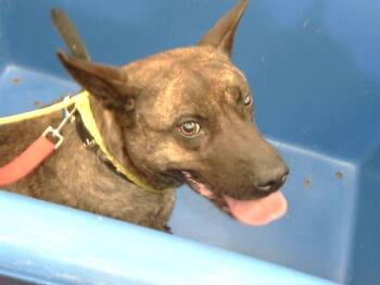 Rescue Mixed Breed Dogs for Adoption in Dallas, Texas - JAX | PetCurious