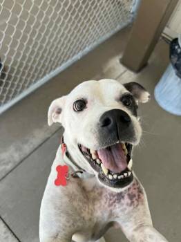 Rescue Pit Bull Terrier and Boxer Dogs for Adoption - Suzie | PetCurious