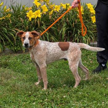 Gus -  Australian Cattle Dog Blue Heeler and Labrador Retriever Dog for Adoption in Maynardville, Tennessee - Gus | PetCurious