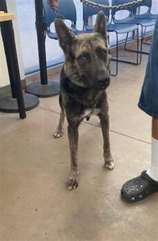 HANNAH -  Mixed Breed Dog for Adoption in Dallas, Texas - HANNAH | PetCurious