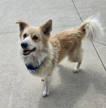 Silas -  Border Collie Dog for Adoption in Bucyrus, Ohio - Silas | PetCurious