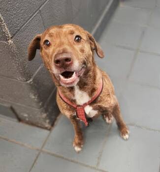 Poncho -  Mixed Breed Dog for Adoption in Nashville, Tennessee - Poncho | PetCurious