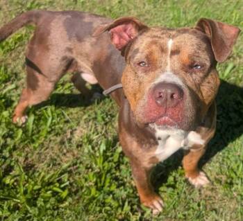 PEPE -  Pit Bull Terrier and Catahoula Leopard Dog Dog for Adoption in Akron, Ohio - PEPE | PetCurious