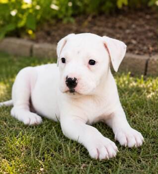 Marshmellow -  Boxer and Pointer Dog for Adoption in Skyline, Minnesota - Marshmellow | PetCurious