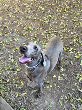 Rescue Weimaraner Dogs for Adoption in Fayetteville, Arkansas - Sky | PetCurious