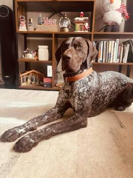 German Shorthaired Pointer Dogs Available for Adoption - Ben | PetCurious