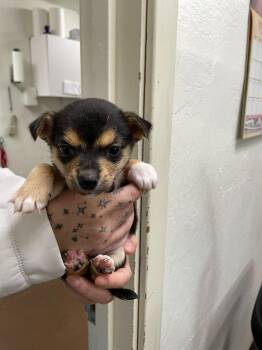 Chihuahua and Terrier Dogs Available for Adoption in Chico, California - Barbie | PetCurious
