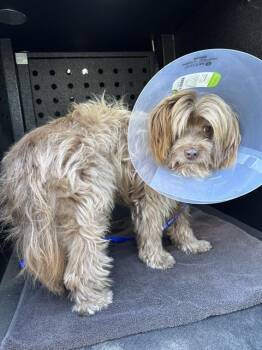 Rescue Tibetan Terrier and Mixed Breed Dogs for Adoption in Camarillo, California - BENSON | PetCurious