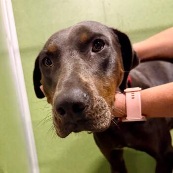 Elsa - Missouri (AG26-46) -  Catahoula Leopard Dog Dog for Adoption in Peyton, Colorado - Elsa - Missouri (AG26-46) | PetCurious