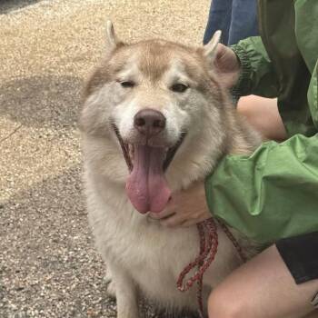 Boy Bear -  Husky and Alaskan Malamute Dog for Adoption in Salt Lake City, Utah - Boy Bear | PetCurious
