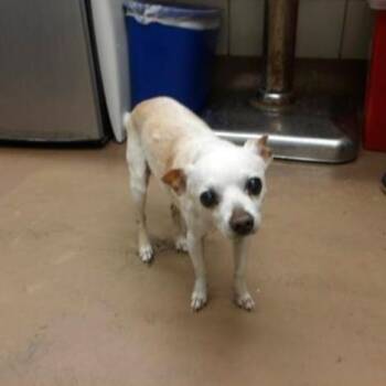 Chihuahua Dogs Available for Adoption in Northbrook, Illinois - Rubio | PetCurious