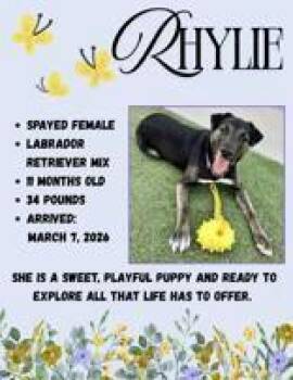 Rhylie -  Labrador Retriever Dog for Adoption in Denton, Texas - Rhylie | PetCurious
