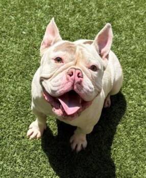 Rescue English Bulldog and French Bulldog Dogs for Adoption in Hermosa Beach, California - Miss Polly Piglet | PetCurious