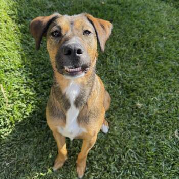Tillie -  Labrador Retriever and Shepherd Dog for Adoption in San Diego, California - Tillie | PetCurious