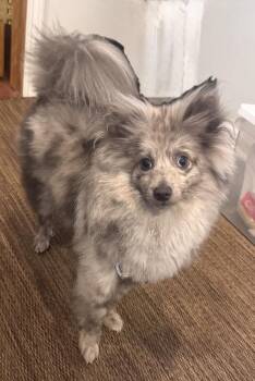 Chi Chi -  Pomeranian Dog for Adoption in Mundelein, Illinois - Chi Chi | PetCurious