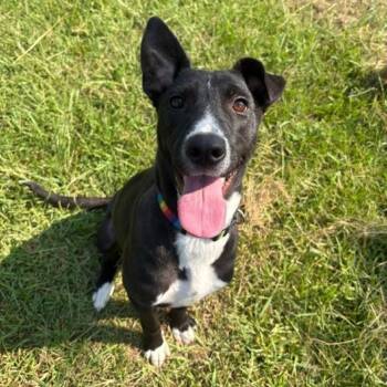 Lori -  Black Labrador Retriever and Shepherd Dog for Adoption in Wadena, Minnesota - Lori | PetCurious