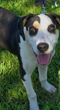 Viserys -  Hound and Mixed Breed Dog for Adoption in Kansas City, Missouri - Viserys | PetCurious