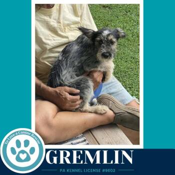 Gremlin (Gee Pups) 082226 -  Shih Tzu and Australian Cattle Dog Blue Heeler Dog for Adoption in Kimberton, Pennsylvania - Gremlin (Gee Pups) 082226 | PetCurious