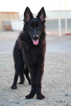 DANTE -  German Shepherd Dog Dog for Adoption in Toronto, Ontario - DANTE | PetCurious