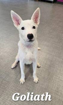 Goliath Yrly 398 -  Great Pyrenees Dog for Adoption in Sidney, Ohio - Goliath Yrly 398 | PetCurious