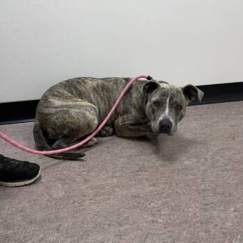Bunny -  Pit Bull Terrier Dog for Adoption in Brentwood, Missouri - Bunny | PetCurious
