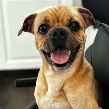 Pug and Puggle Dogs Available for Adoption in Brockport, New York - Porkchop | PetCurious