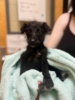 Rescue Terrier Dogs for Adoption in Corinth, Mississippi - Osbourne 25D-321 | PetCurious