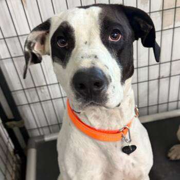 Rescue German Shorthaired Pointer and American Bulldog Dogs for Adoption in Union City, Pennsylvania - ZEUS-attending Our Paws-in-Prison Program | PetCurious
