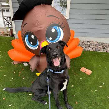 Rescue Black Labrador Retriever and Border Collie Dogs for Adoption in San Diego, California - Jester | PetCurious