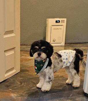 Cavalier King Charles Spaniel and Bichon Frise Dogs Available for Adoption - Benny | PetCurious