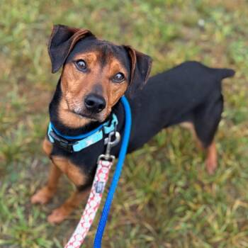 Trusty -  Mixed Breed Dog for Adoption in Westhampton, New York - Trusty | PetCurious