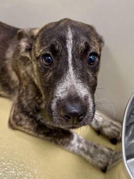 Smores -  Mixed Breed Dog for Adoption in Wichita, Kansas - Smores | PetCurious