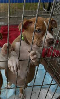 Pit Bull Terrier Dogs Available for Adoption in Woodland, California - Bourbon | PetCurious