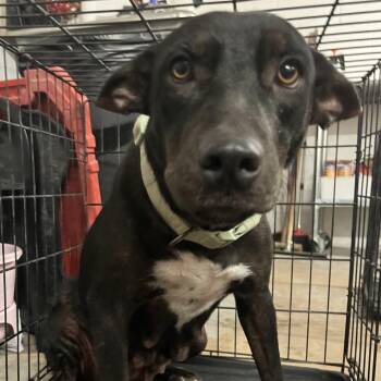 Lilo -  Shepherd Dog for Adoption in Edinburg, Texas - Lilo | PetCurious