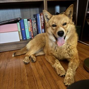 Rescue Mixed Breed Dogs for Adoption in Buffalo, Minnesota - Varadero | PetCurious