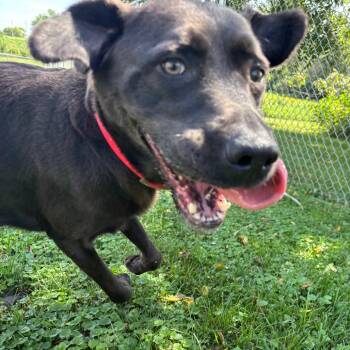 Harlow -  Chocolate Labrador Retriever Dog for Adoption in Marshalltown, Iowa - Harlow | PetCurious