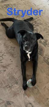 Labrador Retriever Dogs Available for Adoption - Stryder | PetCurious