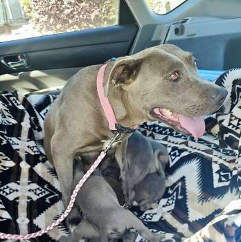 Vida -  Pit Bull Terrier Dog for Adoption in Tucson, Arizona - Vida | PetCurious