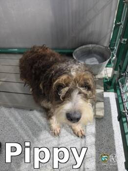 Schnauzer Dogs Available for Adoption in Rocky Mount, North Carolina - Pippy | PetCurious