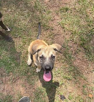 Mikey -  Mixed Breed Dog for Adoption in Ruston, Louisiana - Mikey | PetCurious
