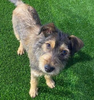 Terrier and Schnauzer Dogs Available for Adoption in Grand Bay, Alabama - Precious | PetCurious