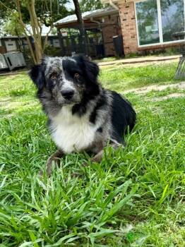 Australian Shepherd and Border Collie Dogs Available for Adoption in Friendswood, Texas - Tyson Two Tones | PetCurious