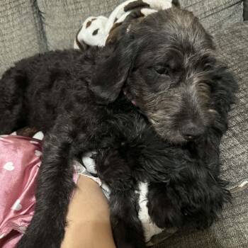 Giselle -  Labradoodle Dog for Adoption in Melbourne, Florida - Giselle | PetCurious