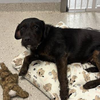 Delilah -  Mixed Breed Dog for Adoption in Indianapolis, Indiana - Delilah | PetCurious