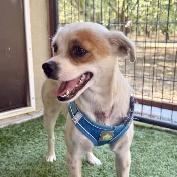 Buffy -  Rat Terrier and Chihuahua Dog for Adoption in Modesto, California - Buffy | PetCurious