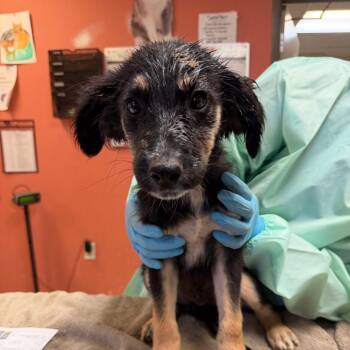 Garth -  Shepherd Dog for Adoption in Flagstaff, Arizona - Garth | PetCurious