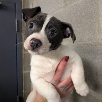 Chihuahua Dogs Available for Adoption - Eugene  | PetCurious