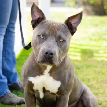GRAYSON -  Pit Bull Terrier Dog for Adoption in Camarillo, California - GRAYSON | PetCurious