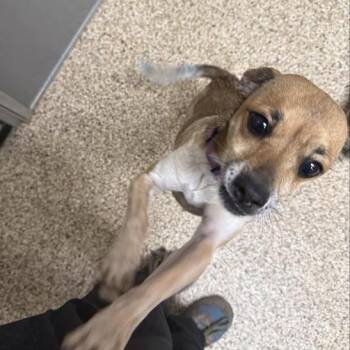 Chihuahua Dogs Available for Adoption - Callie | PetCurious
