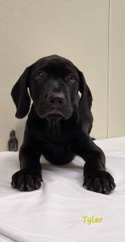 Tyler -  Black Labrador Retriever Dog for Adoption in Marion, Mississippi - Tyler | PetCurious